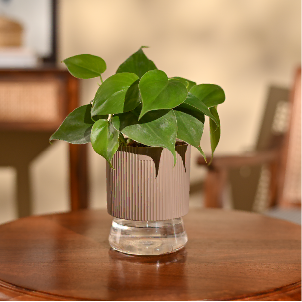 Philodendron Oxycardium Green Plant