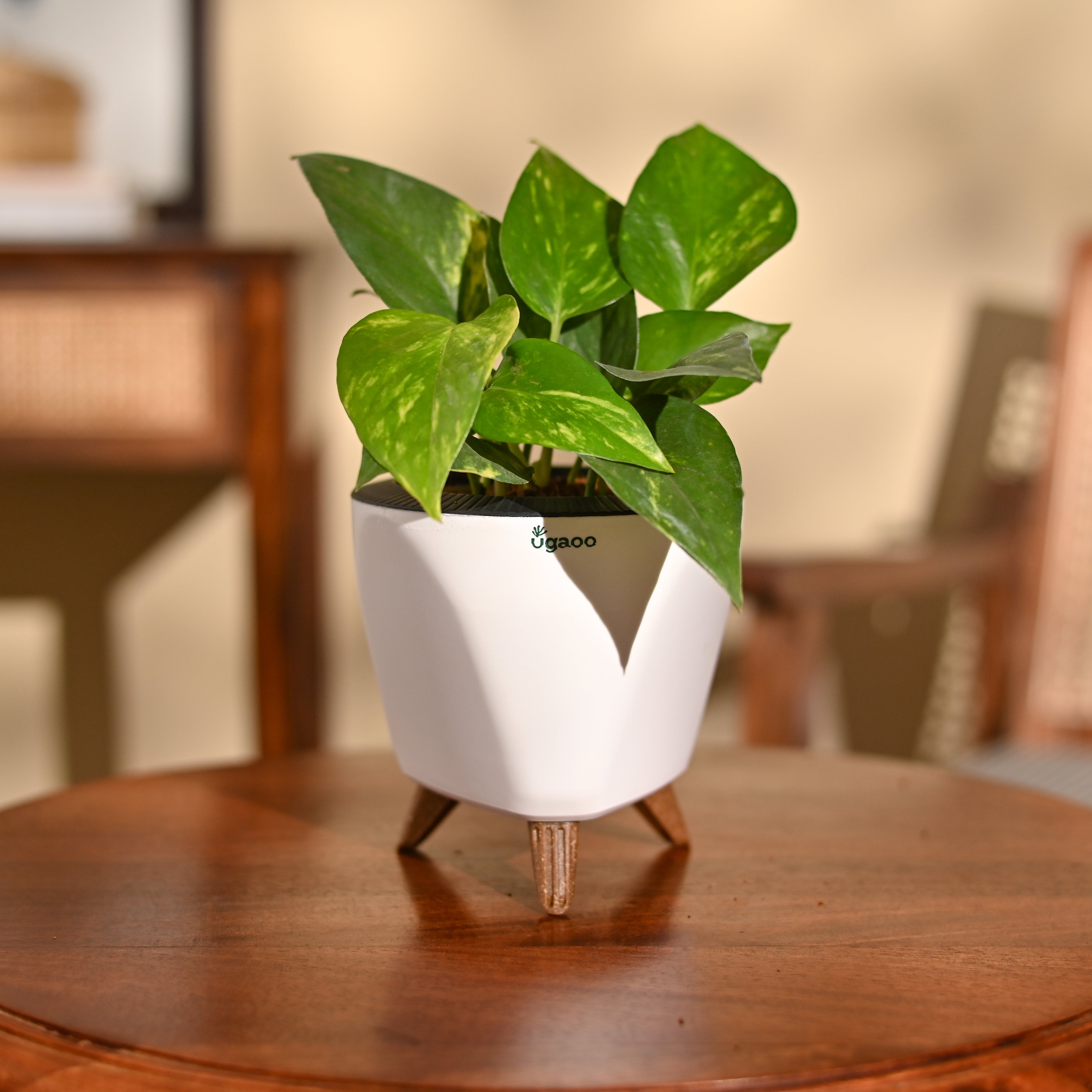 Money Plant Variegated