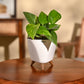 Money Plant Variegated
