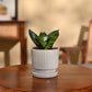 Snake Plant - Green