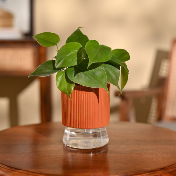 Philodendron Oxycardium Green Plant