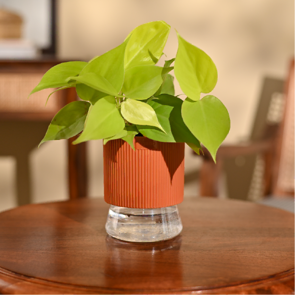 Philodendron Oxycardium Golden Plant