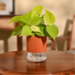 Philodendron Oxycardium Golden Plant