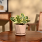 Peperomia Variegated Plant