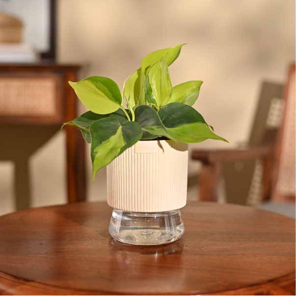 Philodendron Brasil Plant