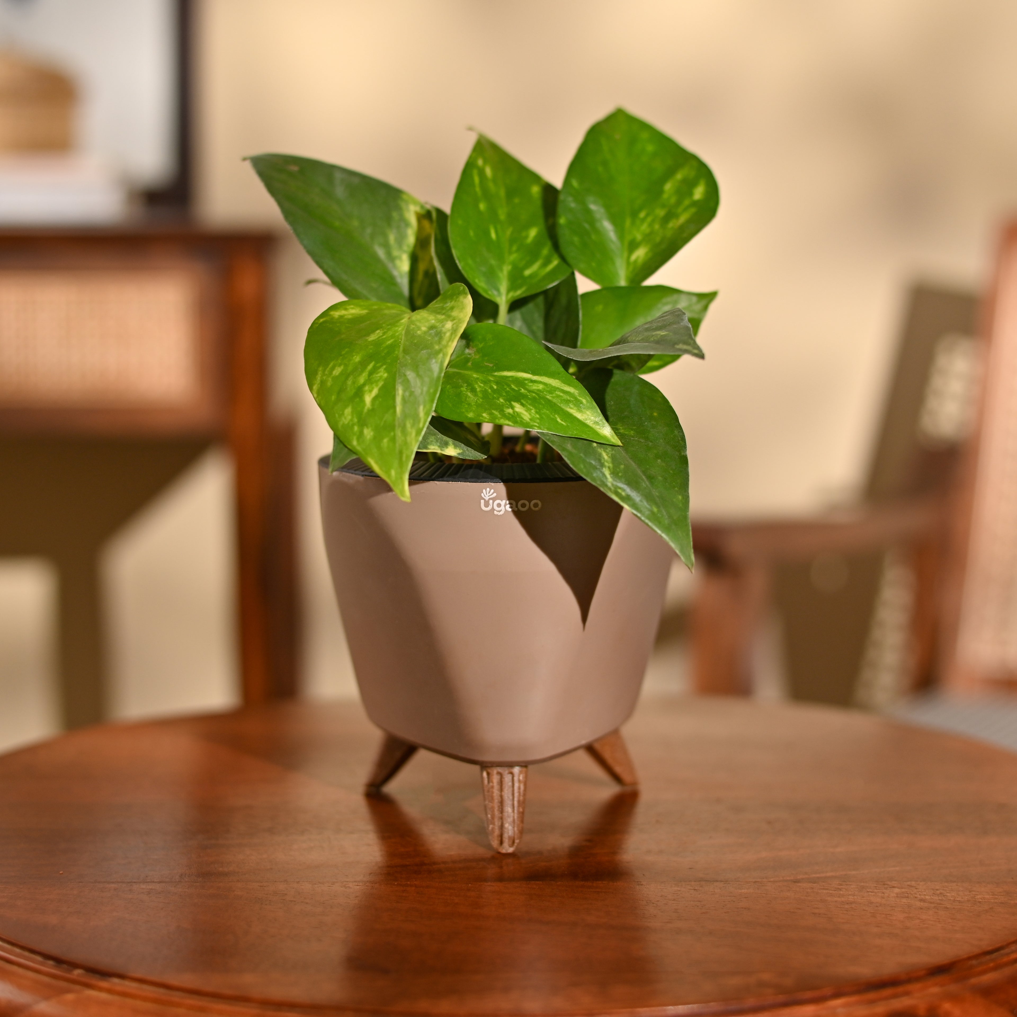 Money Plant Variegated