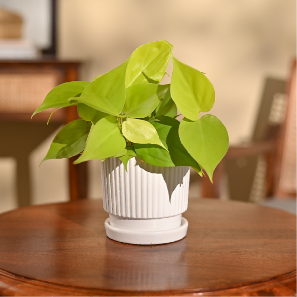 Philodendron Oxycardium Golden Plant
