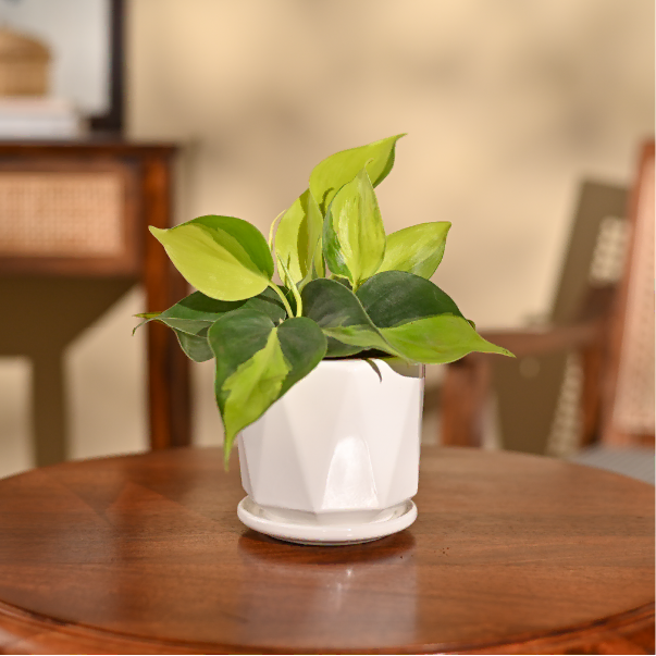 Philodendron Brasil Plant
