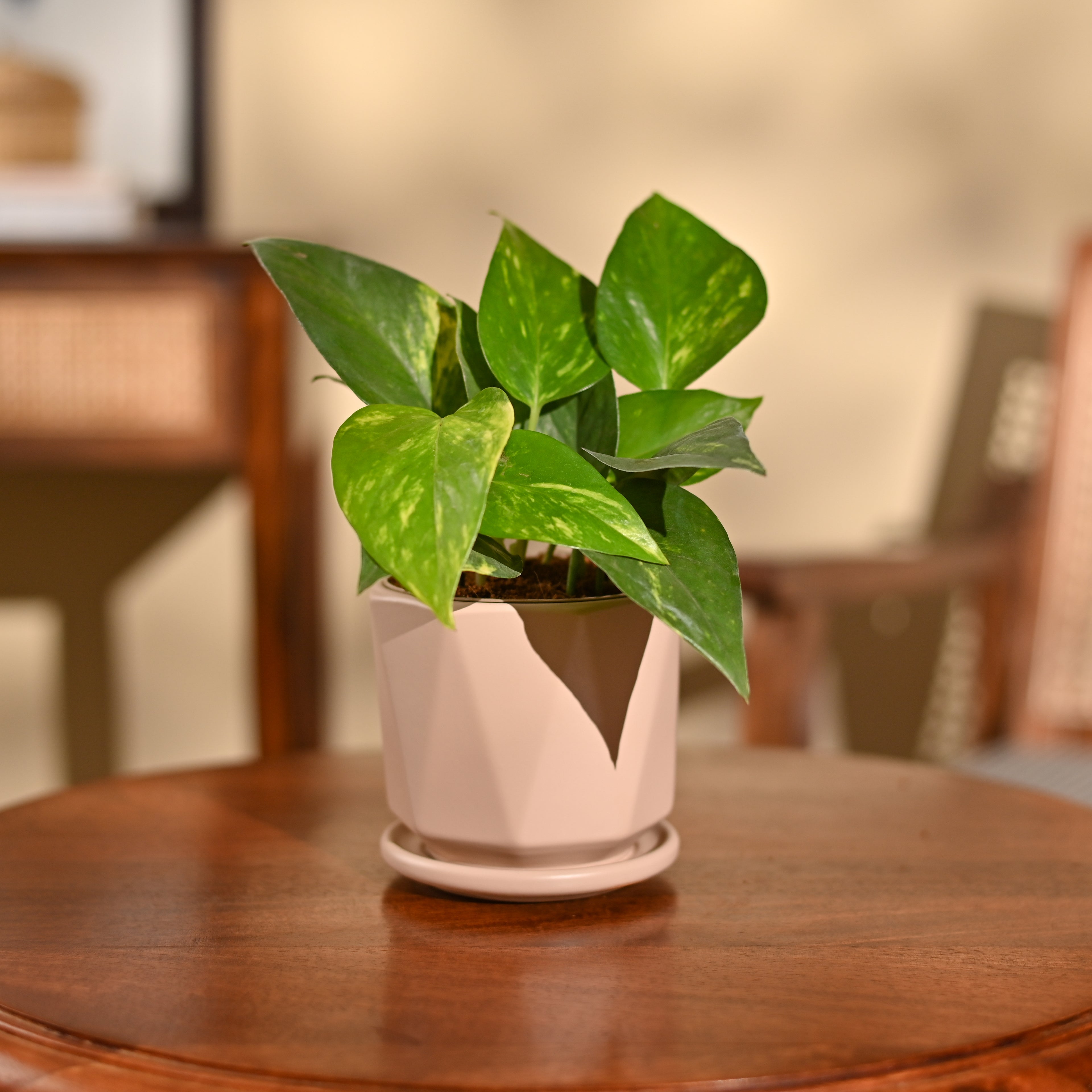 Money Plant Variegated