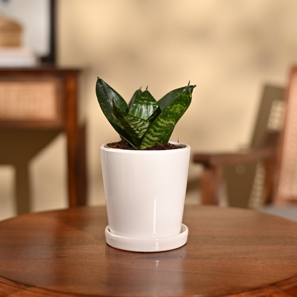 Snake Plant - Green