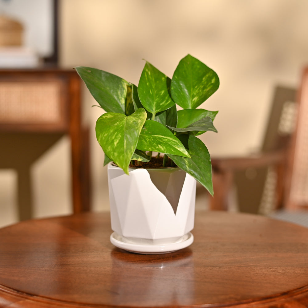 Money Plant Variegated