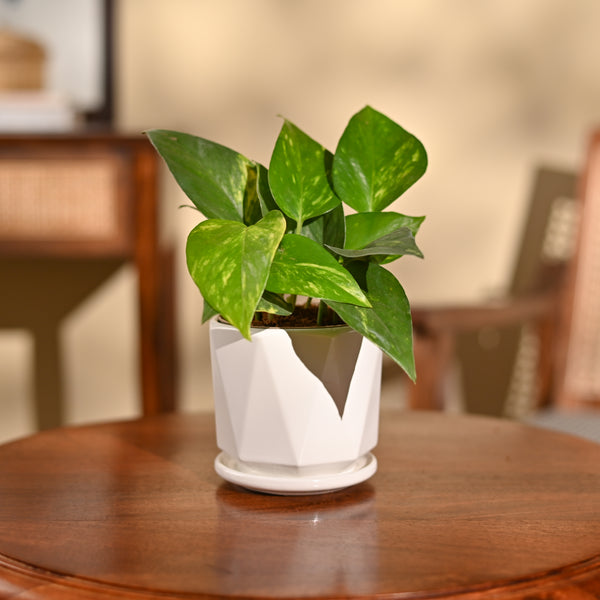 Money Plant Variegated