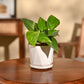 Money Plant Variegated