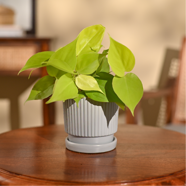 Philodendron Oxycardium Golden Plant