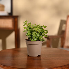 Jade Mini Plant