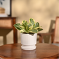 Peperomia Variegated Plant