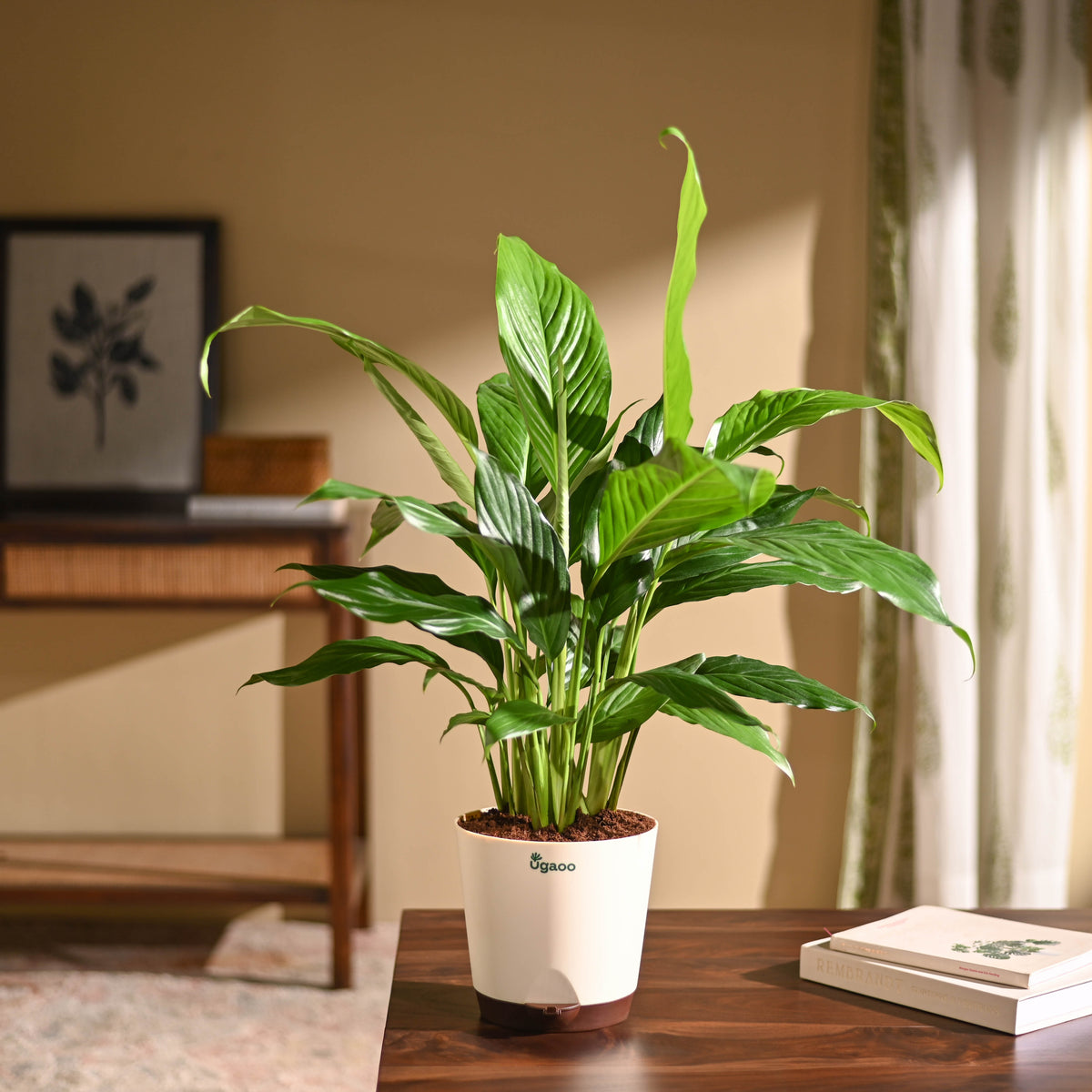 Peace Lily Large (Spathiphyllum Sensation)