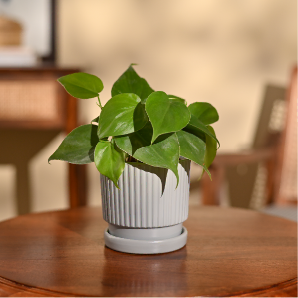 Philodendron Oxycardium Green Plant