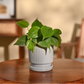 Philodendron Oxycardium Green Plant