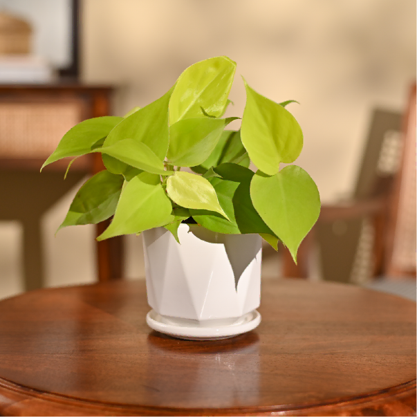 Philodendron Oxycardium Golden Plant