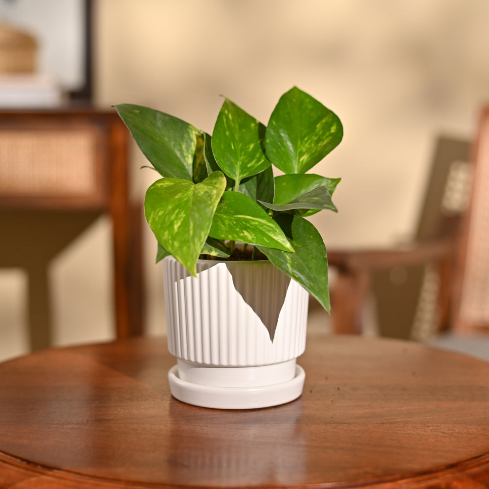 Money Plant Variegated