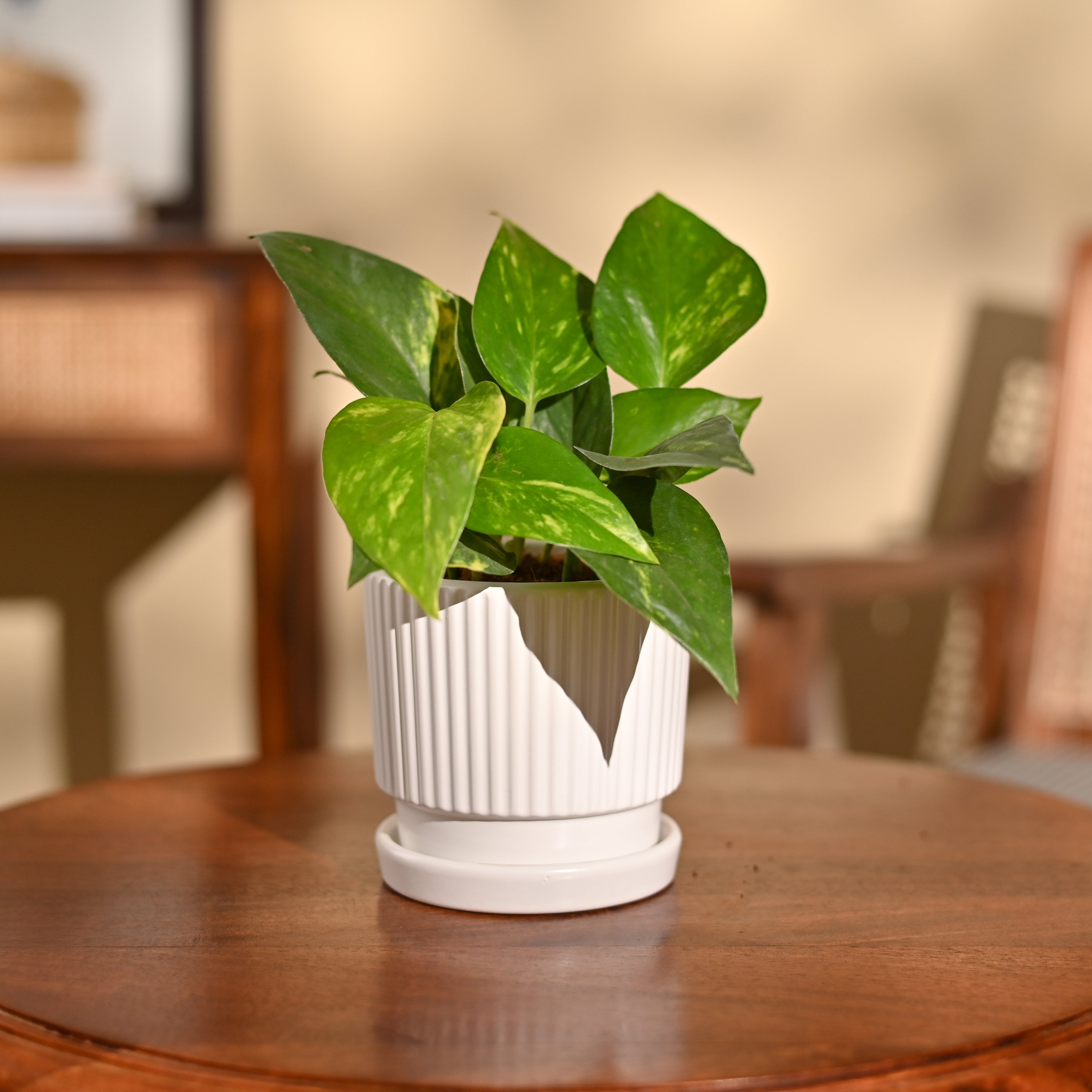 Money Plant Variegated