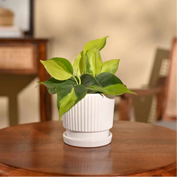 Philodendron Brasil Plant