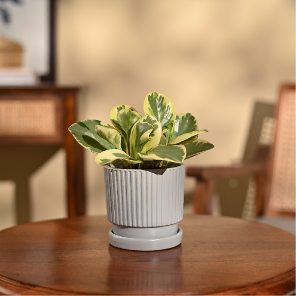 Peperomia Variegated Plant