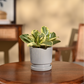 Peperomia Variegated Plant