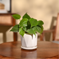 Philodendron Oxycardium Green Plant