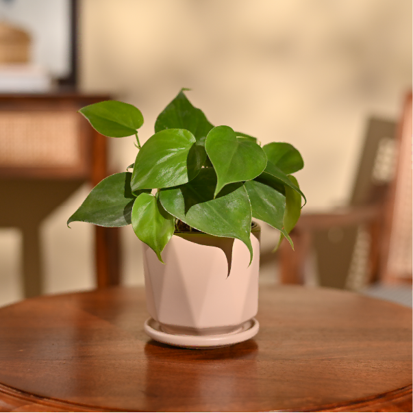 Philodendron Oxycardium Green Plant