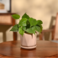 Philodendron Oxycardium Green Plant