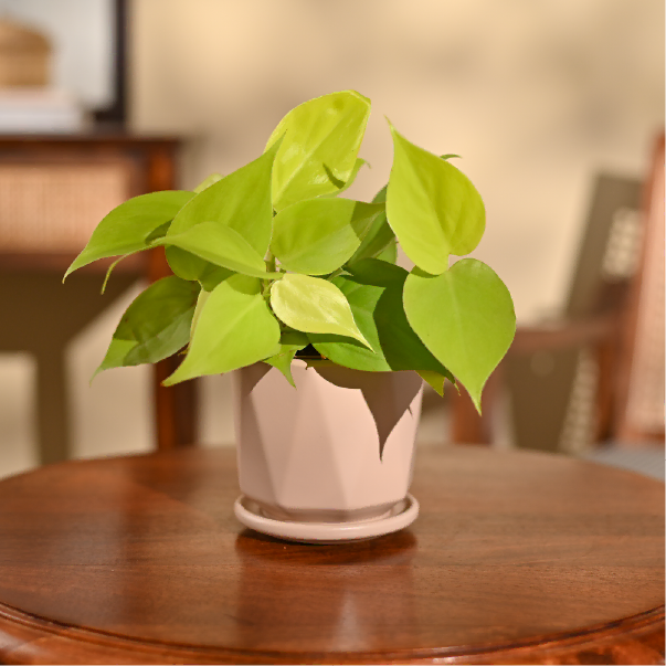 Philodendron Oxycardium Golden Plant