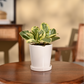 Peperomia Variegated Plant