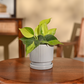 Philodendron Brasil Plant