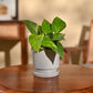 Money Plant Variegated