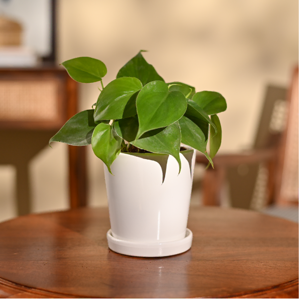 Philodendron Oxycardium Green Plant