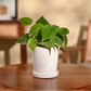 Philodendron Oxycardium Green Plant