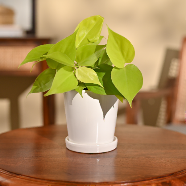 Philodendron Oxycardium Golden Plant