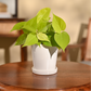Philodendron Oxycardium Golden Plant