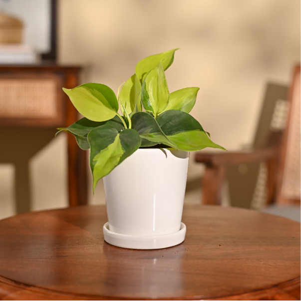 Philodendron Brasil Plant