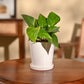 Money Plant Variegated