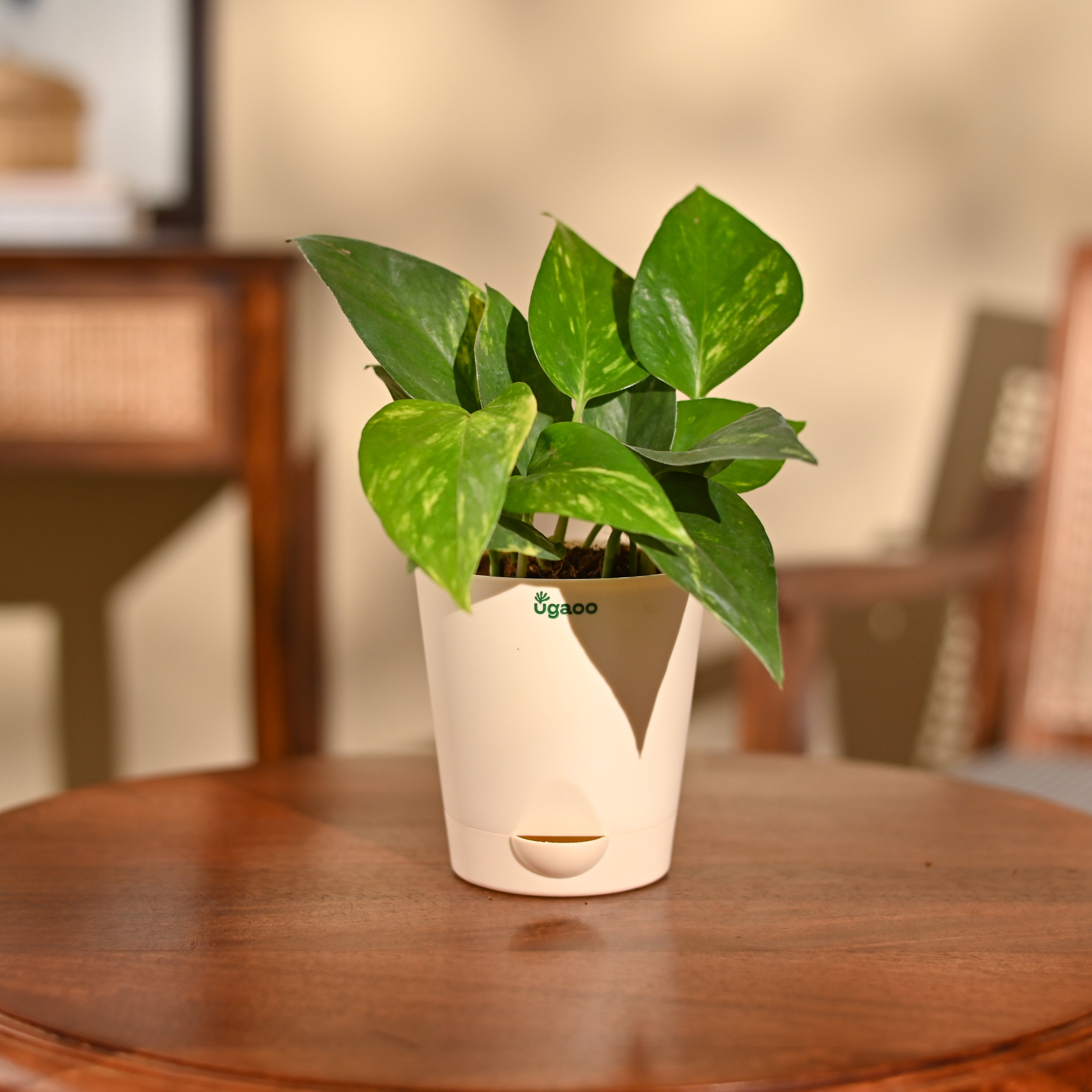 Money Plant Variegated
