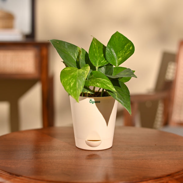 Money Plant Variegated
