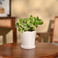 Money Plant N&