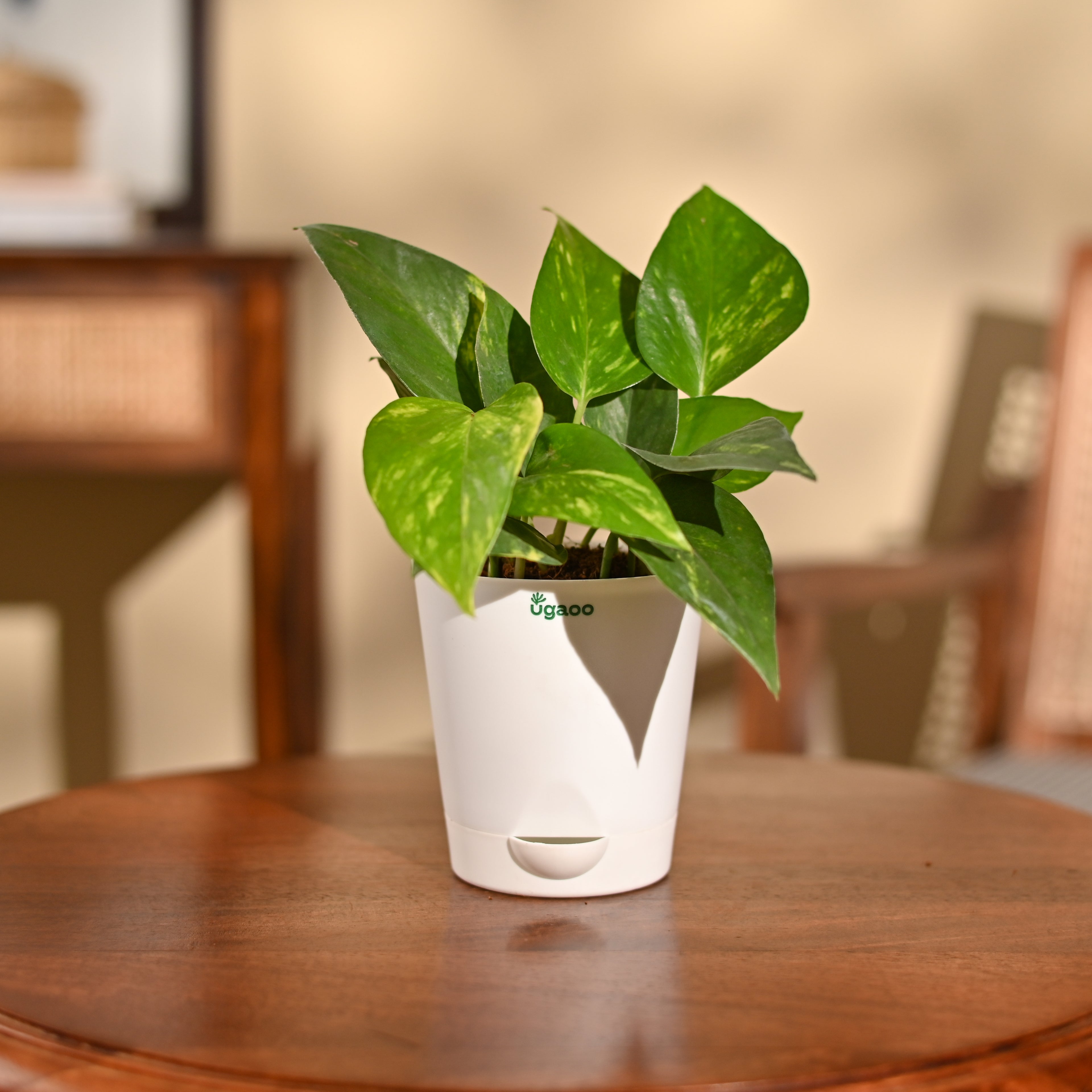 Money Plant Variegated