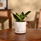 Snake Plant - Golden