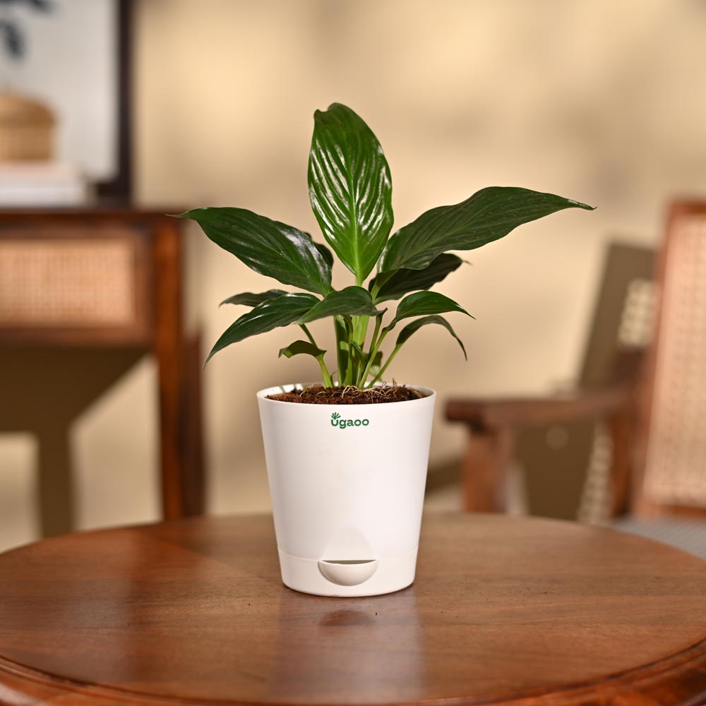 NUPL0032KWT