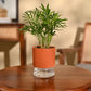 Bamboo Palm Plant