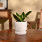 Snake Plant - Golden